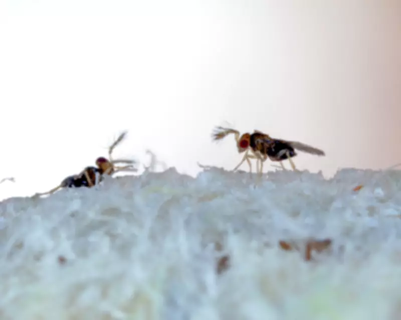 Nature's Hidden Helpers: Parasitic Wasps and Other Unsung Heroes