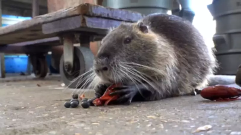 Neuty the Nutria, Viral Pet Rodent, Dies of Cancer at Age 5