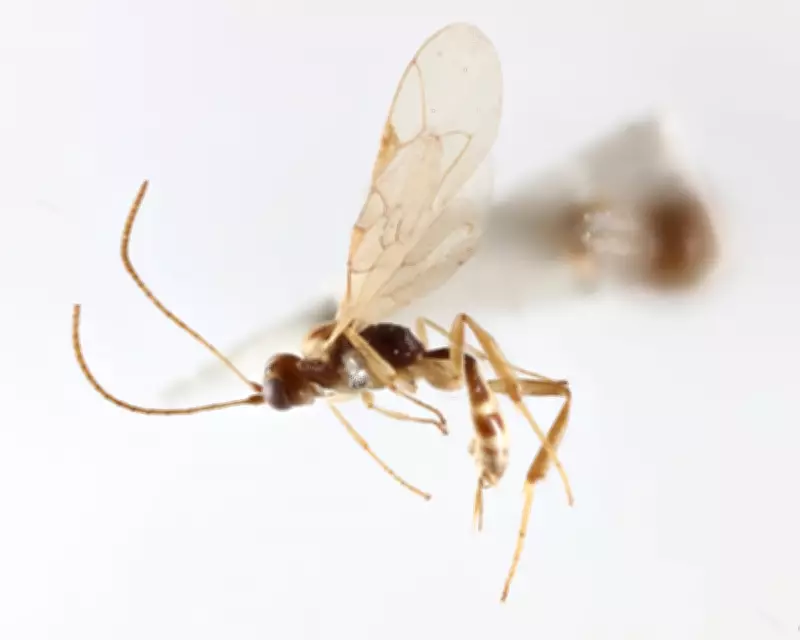 New Parasitic Wasp Genus Named After David Attenborough for His 100th Birthday