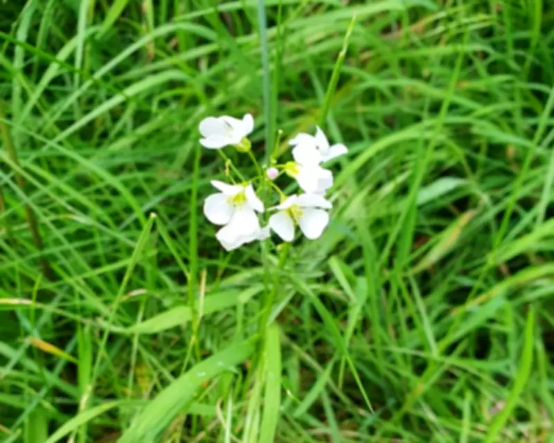 No Mow May Brings Biodiversity Boost to Liverpool Verge