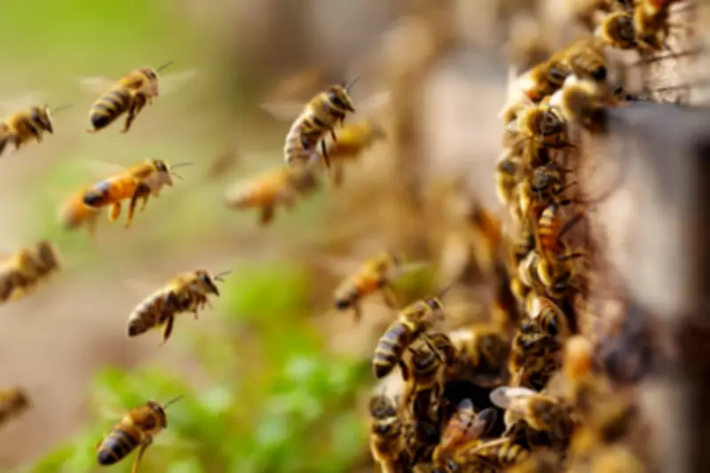 North America's Bees Start Swarm Season Unusually Early Amid Climate Crisis