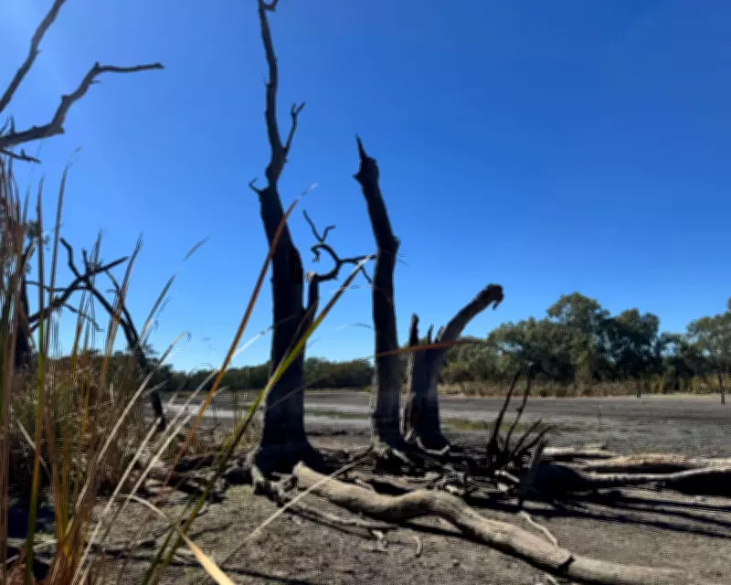 NSW Wetlands Water Flows to Resume After Turtle Rescue Crisis