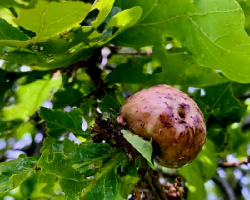 Oak Apple Day: Celebrating Nature's Parasitic Galls and Royal History