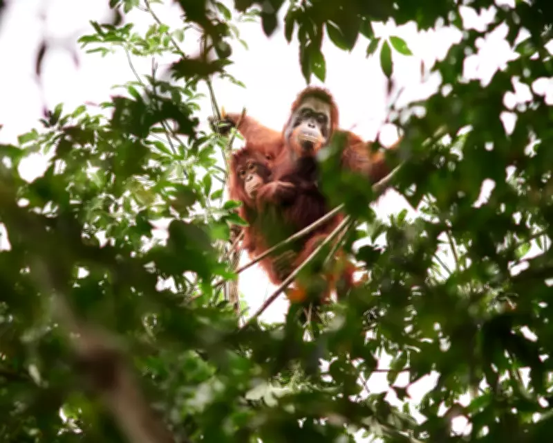 Orangutan Relocation: A Controversial Conservation Tool in Borneo