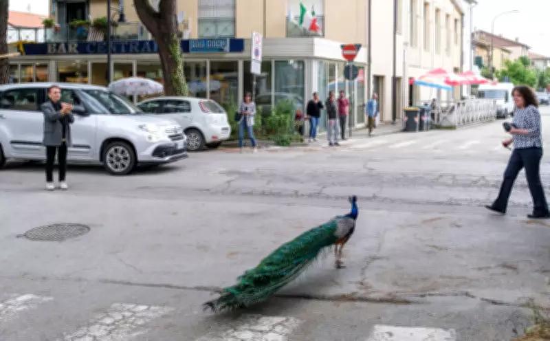 Peacock 'Invasion' of Italian Seaside Town Ruffles Residents' Feathers