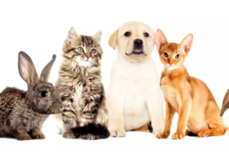 PetSaver Memberships: How Much Can Pet Owners Really Save?