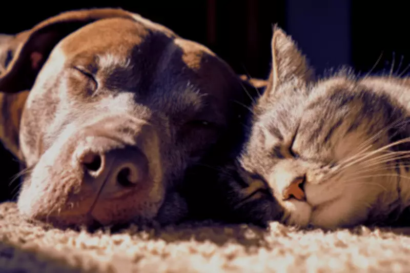PetSaver Revolutionizes Pet Care with Online Drug Subscriptions