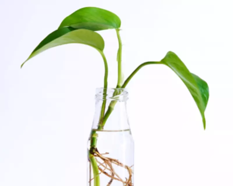 Potato Propagation Hack Tested: Does It Really Help Cuttings Root Faster?