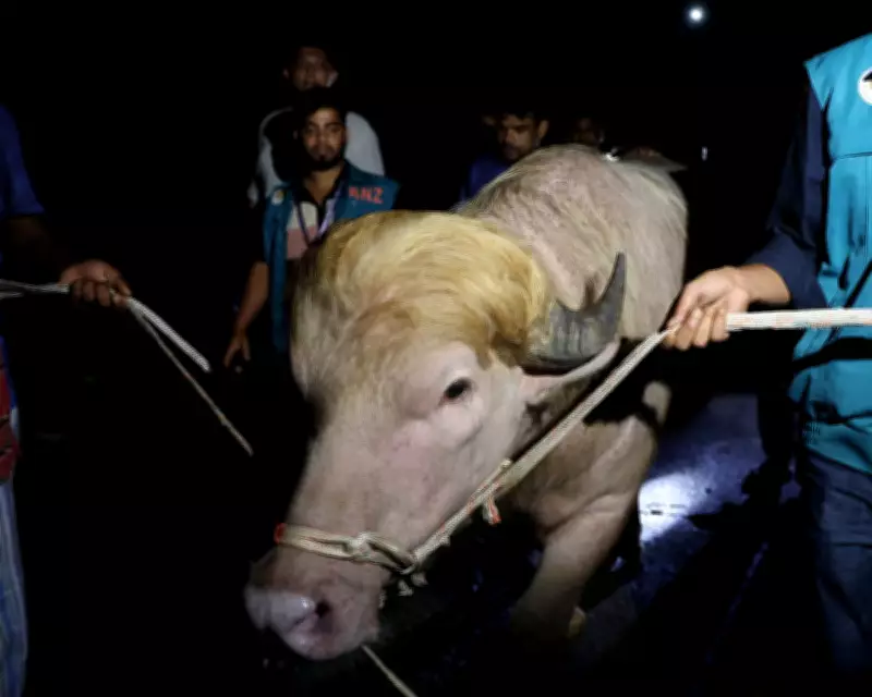 Rare Albino Buffalo 'Donald Trump' Saved from Eid Sacrifice in Bangladesh