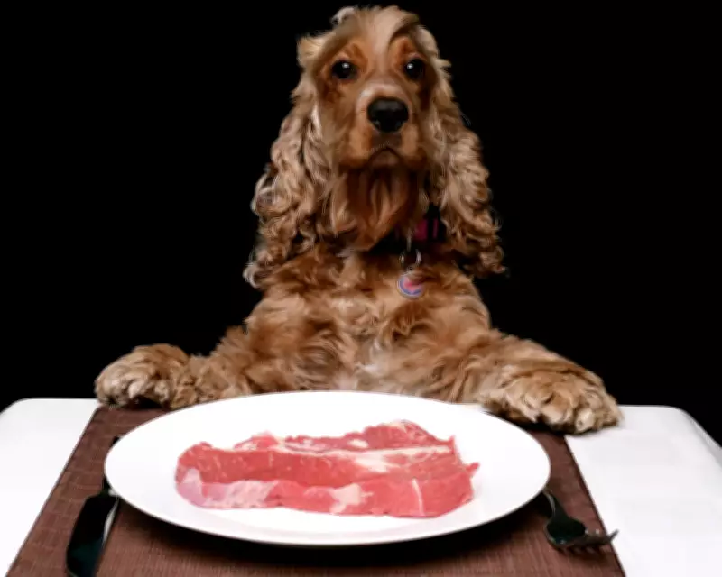 Readers Debate the Dog Obsession in Public Spaces in Britain