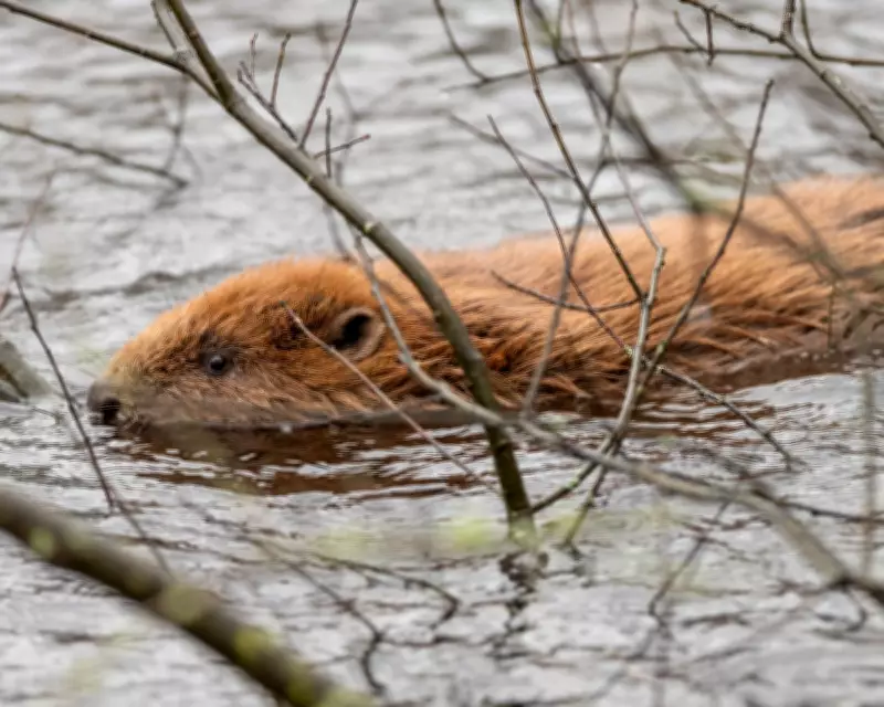 Reform UK Council Backs Beaver Release Amid Party Row Over Rewilding