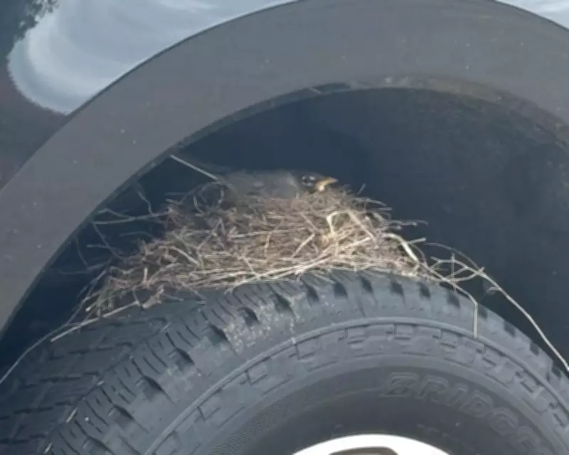 Robin's Nest on Ford Truck Delays Sale Due to Federal Law