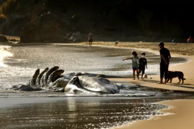 San Francisco Deploys AI to Protect Gray Whales from Ship Strikes