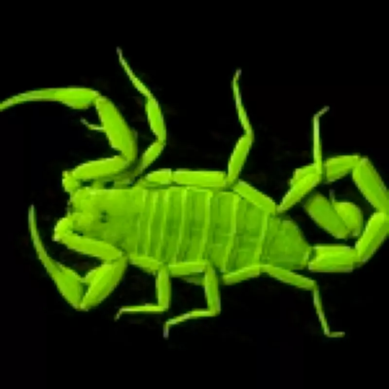 Scientists Discover Scorpions Are Mini Cyborgs With Metal-Reinforced Claws and Stingers