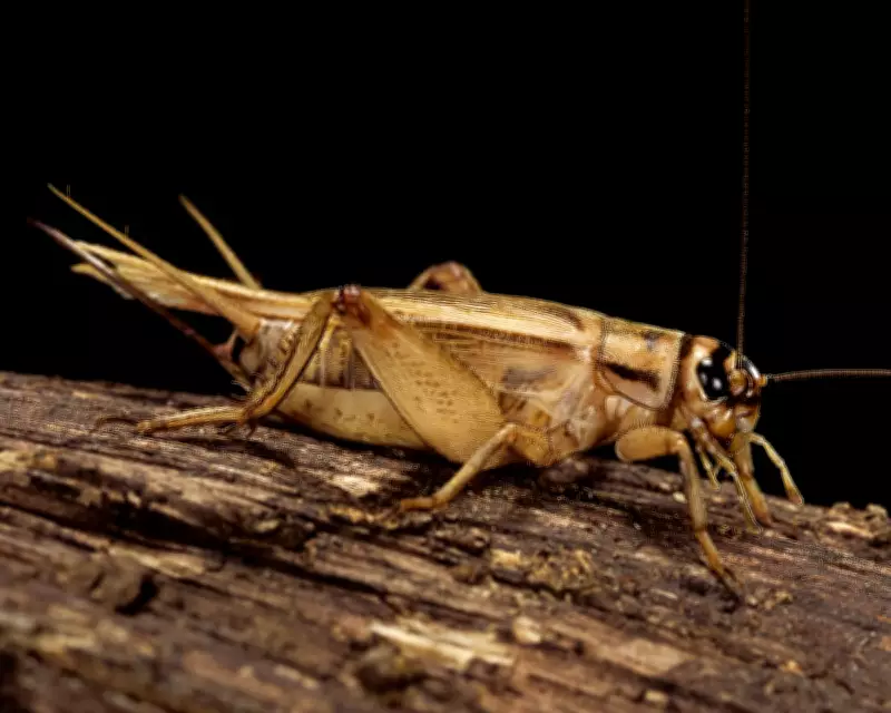 Scientists Find Crickets May Feel Pain After Nursing Sore Antennae