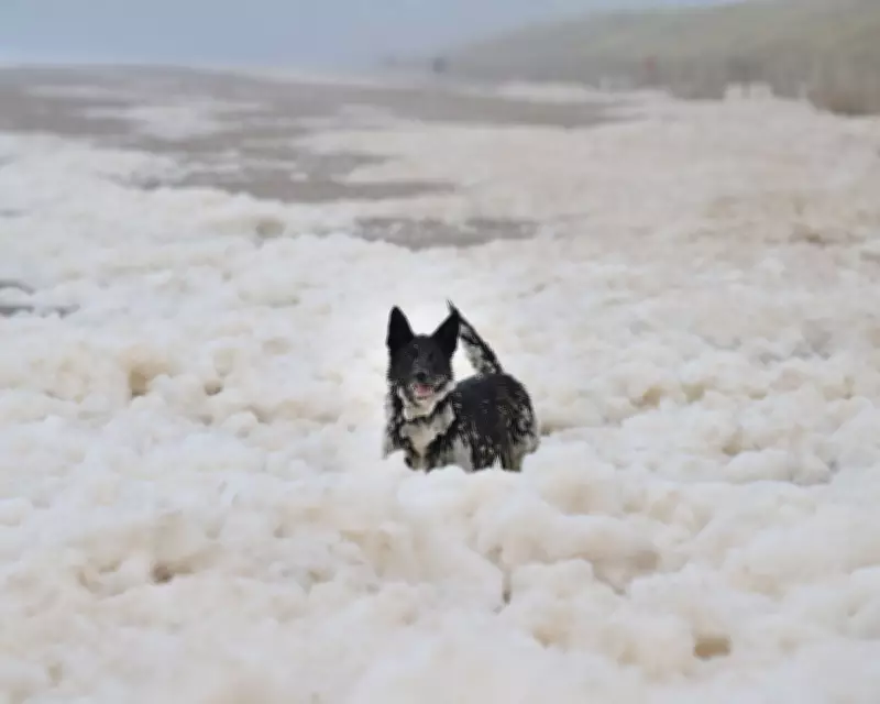 Sea Foam: Natural Phenomenon, Not Pollution, Around UK Coast