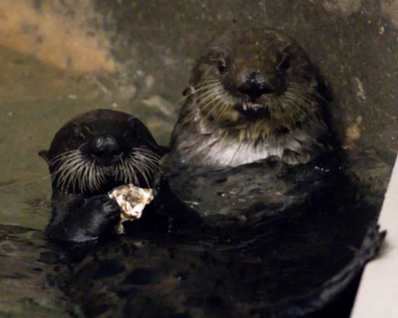 Sea Otter Mother Adopts Orphaned Pup in Rare Wildlife Event