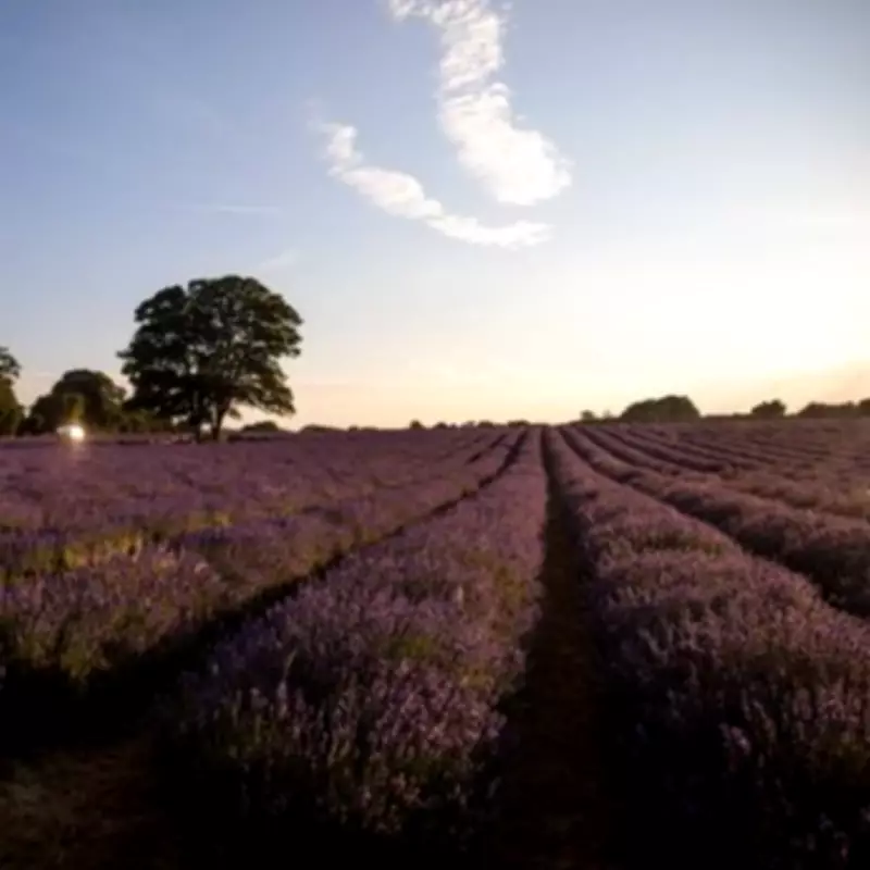 Secret Lavender Garden Near London Hosts Open Air Cinema This Summer