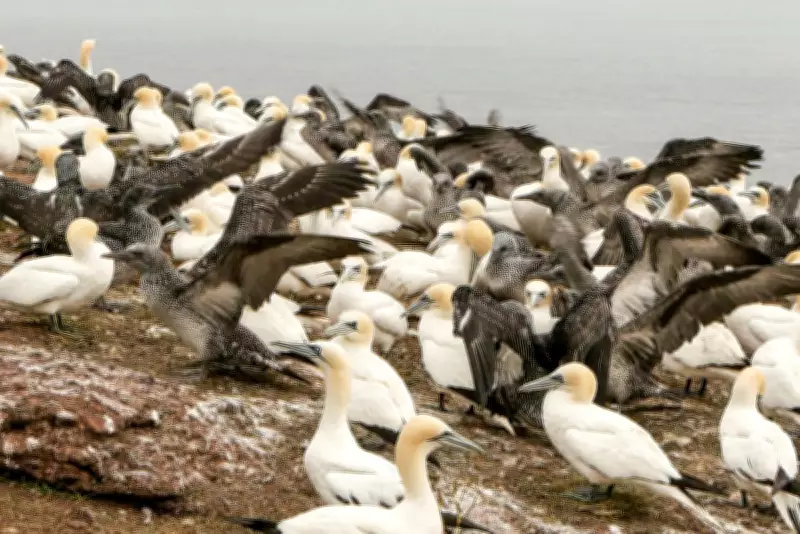 Sharp Drop in PFAS in Seabird Eggs Shows Regulation Success