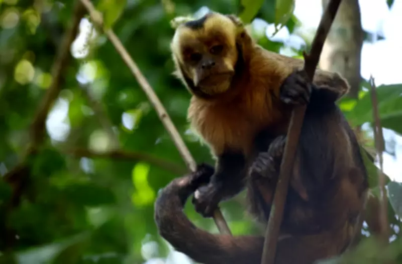 Sharp Rise in Online Primate Sales on Social Media in US, Report Finds