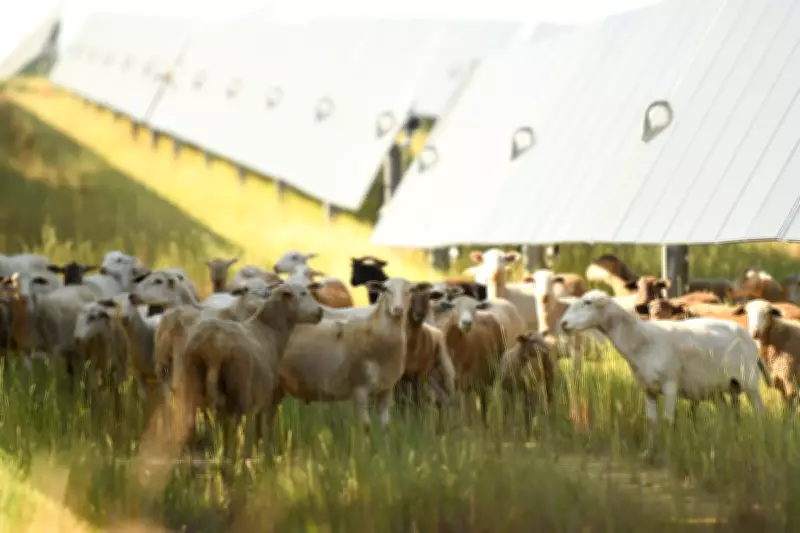 Solar Energy Helps US Farms Survive, But House Bill May Limit Access