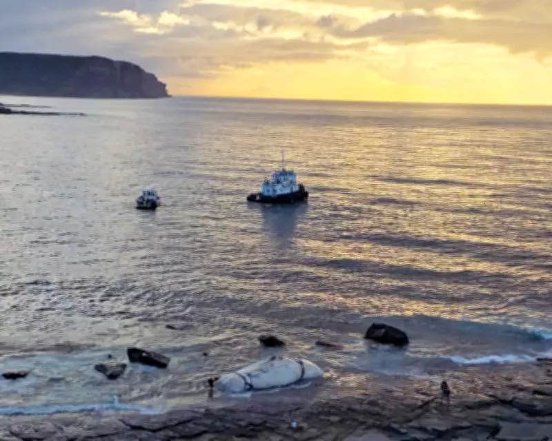 Sperm Whale Carcass Tow Sparks Fury Over Lack of Warnings to Public