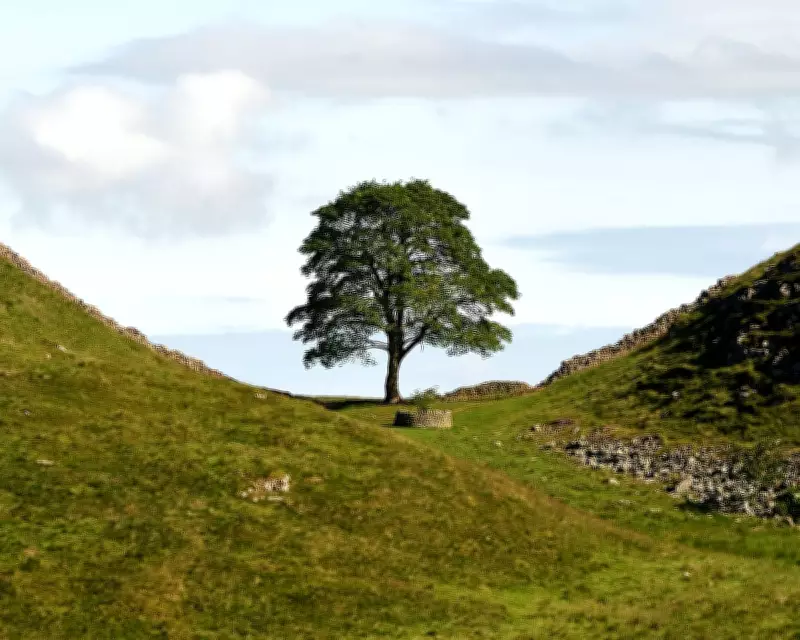Sycamore Gap Wood Transformed into Living Archive Artwork