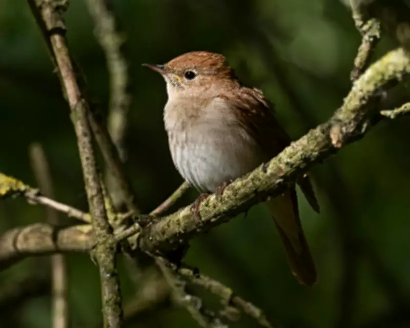The Book of Birds Audiobook Review: A Lyrical Tribute to Threatened Species