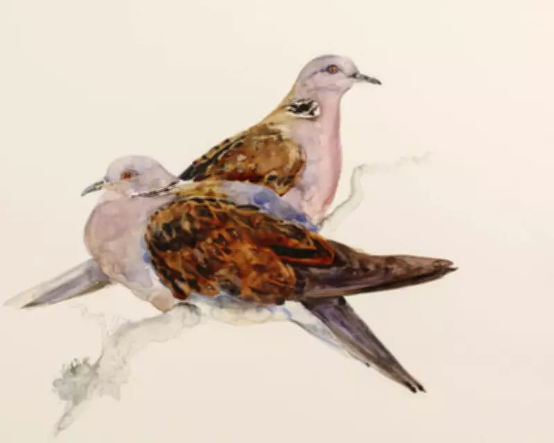 The Lost Words Duo Reunite for The Book of Birds to Save Endangered Species