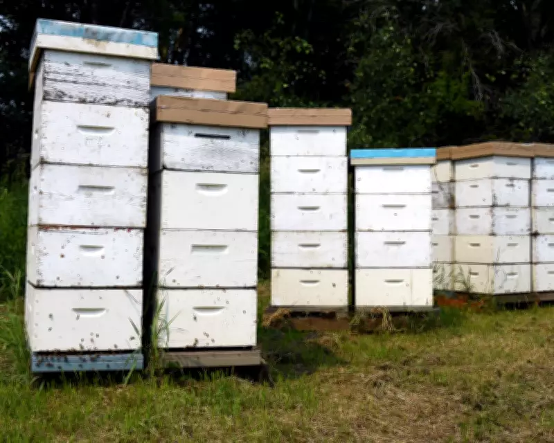 Thieves Steal $150K Worth of Beehives in NSW, Beekeeper Suspects Inside Job