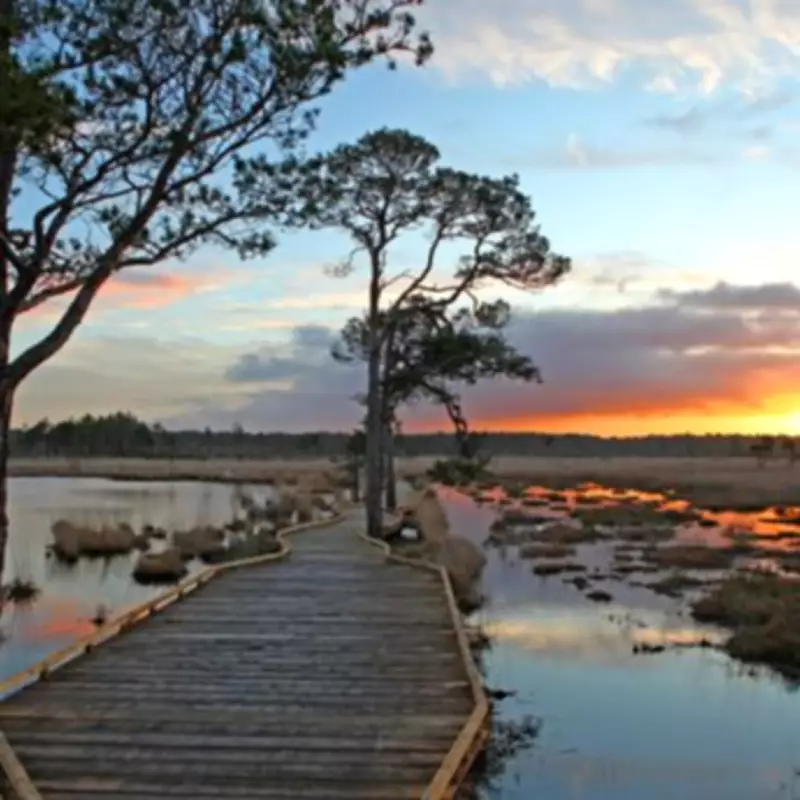 Thursley Common: Britain's Best Path an Hour from London