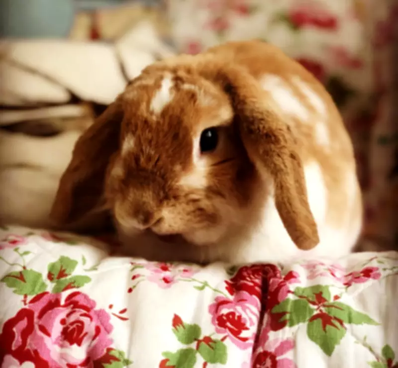 Tilly the Rabbit: How a Furry Menace Taught Us About Parenthood