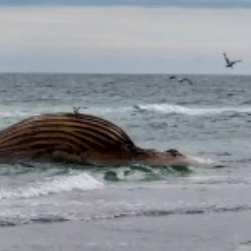 Timmy the Whale Carcass Risks Explosion After Failed £1.2M Rescue