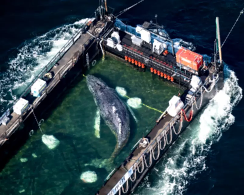 Timmy the Whale Rescue Called Catastrophe After Tracker Failure