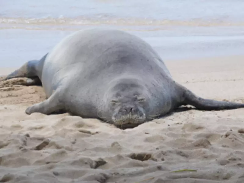 Tourist Accused of Throwing Rock at Endangered Hawaiian Monk Seal Claims Self-Defense