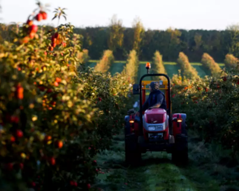 UK Farming Co-ops Could Boost Food Security and Growth, Report Finds