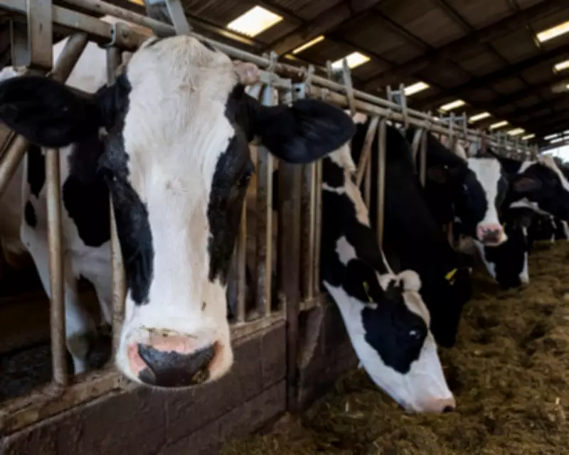 UK Sees Huge Rise in ‘Battery Cow’ Dairy Farms, Investigation Reveals