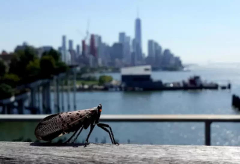 US Vineyards Battle Invasive Spotted Lanternflies as Insects Spread