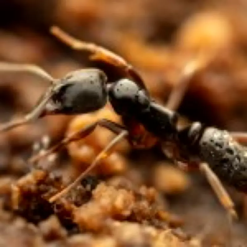 Venomous Asian Needle Ants from China Invade 20 US States, Officials Warn