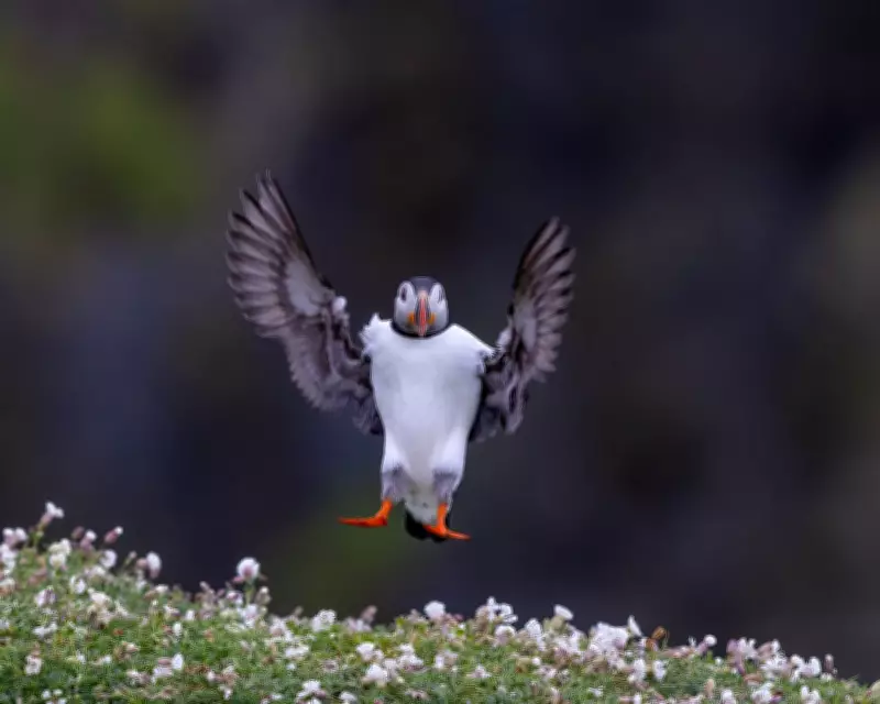 Week in Wildlife: Chonky Sea Lion, Amorous Toads, and Adorable Gosling