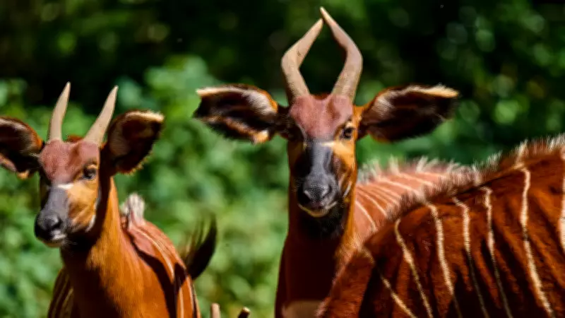 Week in Wildlife: Rare Bongos, Marmalade the Seal, and Global Wonders