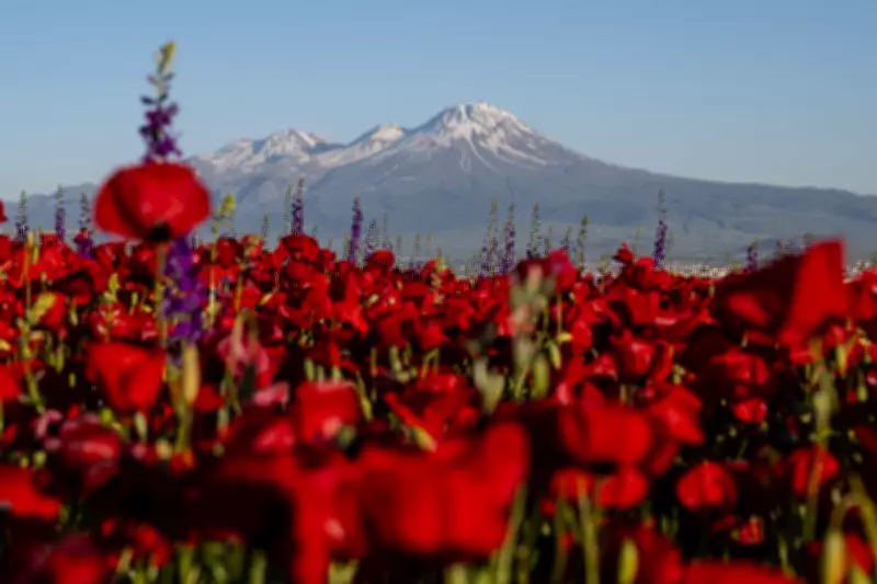 Weekly Photo Roundup: Poppies, Pride, and Protests Worldwide