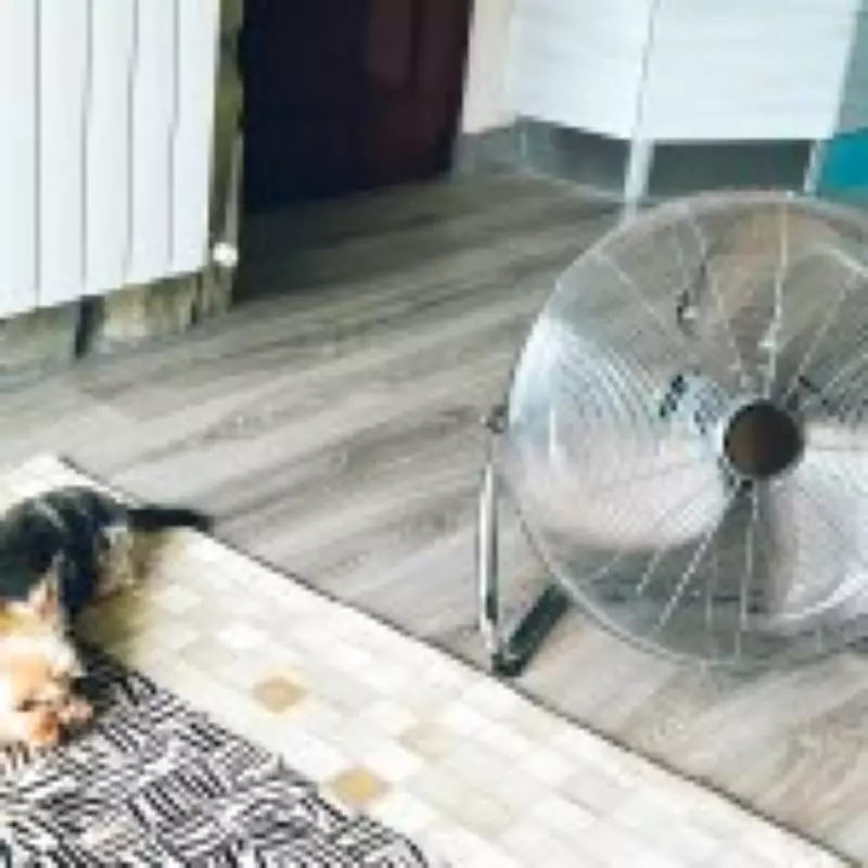You're Using Your Fan Wrong: Expert Tips to Cool Your Home Better