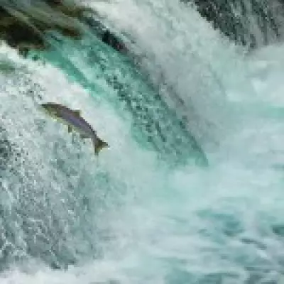 Chemical Spill Wipes Out Salmon in Scottish River Spey Tributary