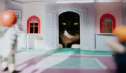 10 Must-Have Items Cat Owners Swear By to Pet-Proof Your Home
