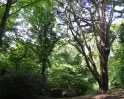 1951: Into the Woods on the Capital's Edge