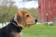 250 Beagles Rescued from Wisconsin Breeding Facility in Largest Dog Bust