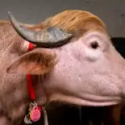 Albino Buffalo Named After Donald Trump Goes Viral in Bangladesh