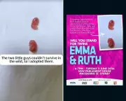 Anti-Abortion Activist's 'Twin Babies' Image Identified as Sugar Gliders