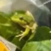 Australian Farmer Finds Live Frog in Bag of Lettuce, Releases It with Crazy Frog Song